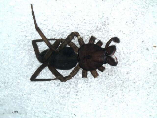 Image of trochanteriid spiders