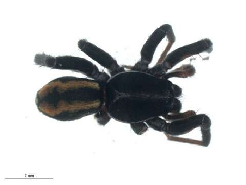 Image of gallieniellid spiders