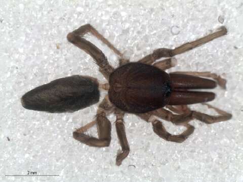 Image of gallieniellid spiders