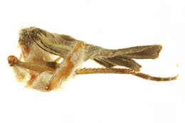 Image of Psilogramma exigua Brechlin, Lane & Kitching 2010