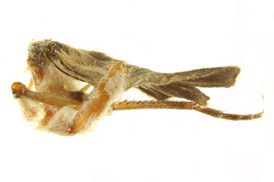 Image of Psilogramma exigua Brechlin, Lane & Kitching 2010