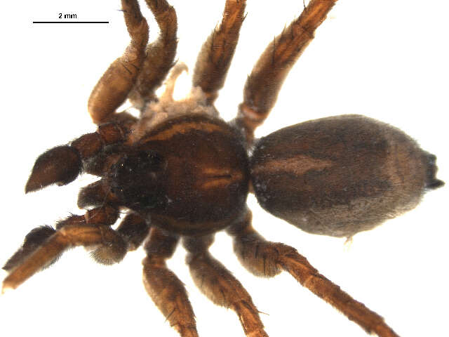 Pardosa glacialis (Thorell 1872) resmi