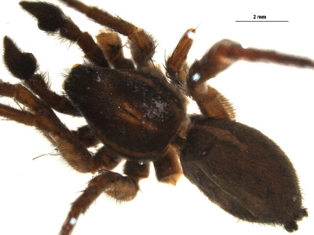 Pardosa glacialis (Thorell 1872) resmi