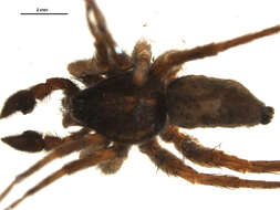 Pardosa glacialis (Thorell 1872) resmi