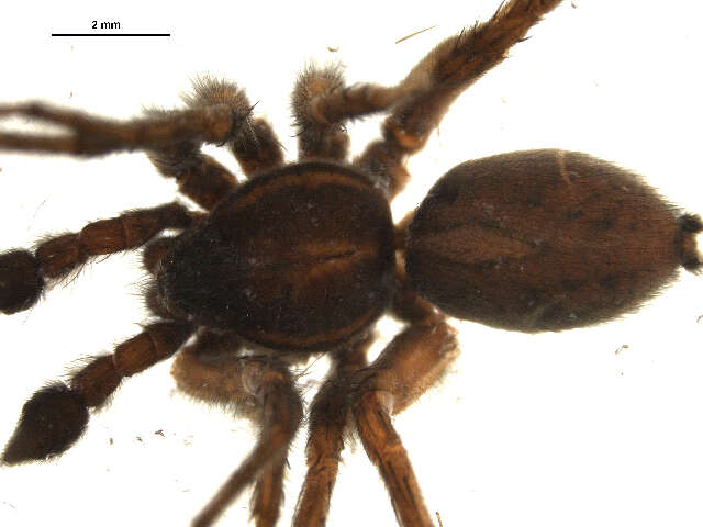 Pardosa glacialis (Thorell 1872) resmi