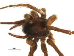 Pardosa glacialis (Thorell 1872) resmi