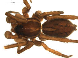 Pardosa glacialis (Thorell 1872) resmi