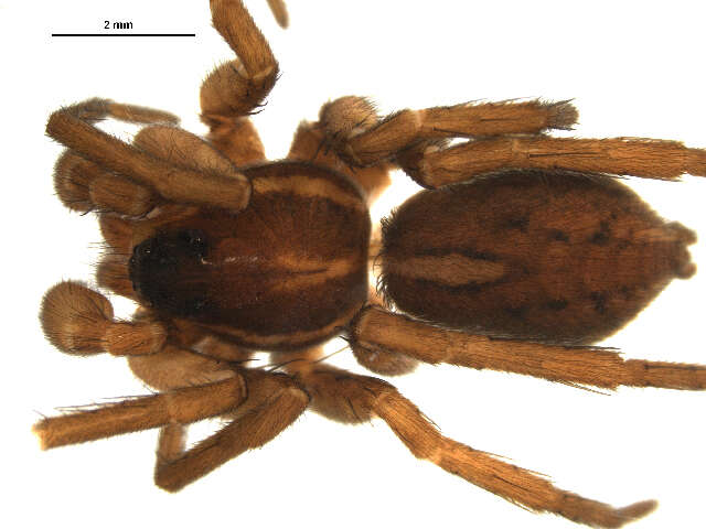 Pardosa glacialis (Thorell 1872) resmi