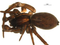 Pardosa glacialis (Thorell 1872) resmi