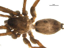 Image of Pardosa furcifera (Thorell 1875)