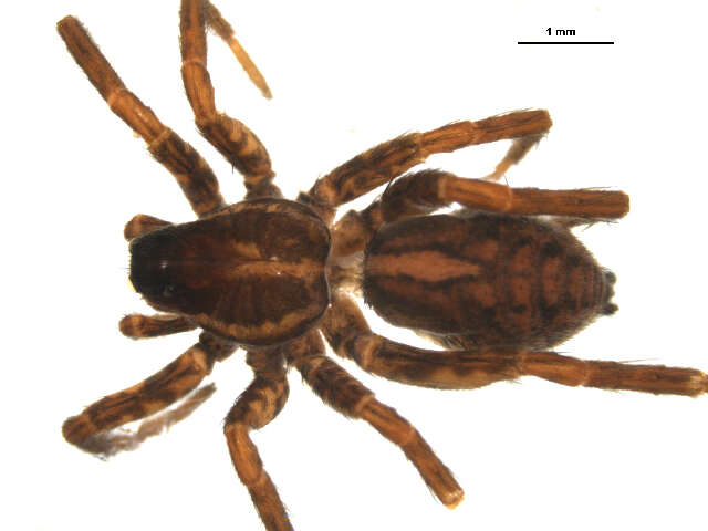 Image of Pardosa furcifera (Thorell 1875)