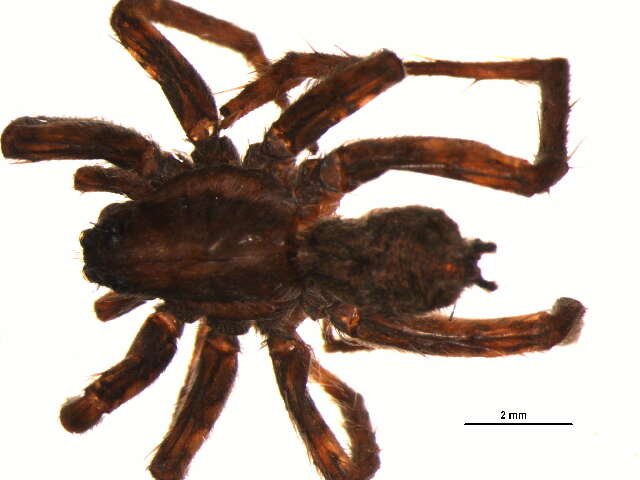 Image of Pardosa furcifera (Thorell 1875)