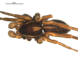 Image of Pardosa furcifera (Thorell 1875)