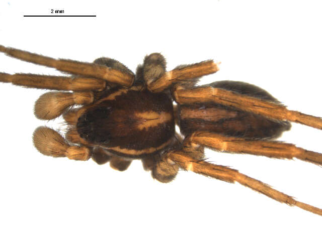 Image of Pardosa furcifera (Thorell 1875)