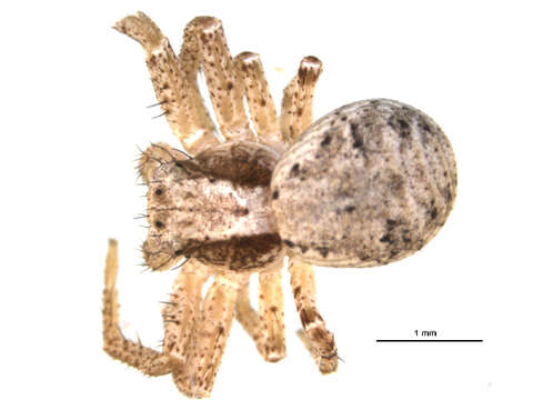 Image of Xysticus deichmanni