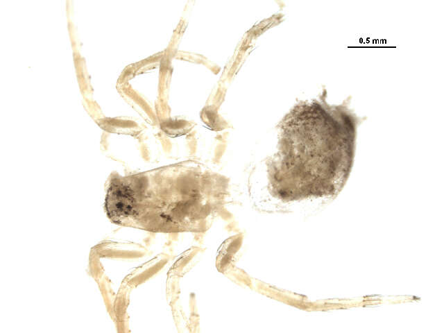 Image of Clubiona praematura Emerton 1909