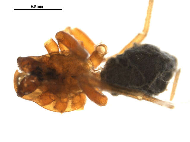 Image of Hybauchenidium aquilonare (L. Koch 1879)