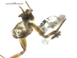 Image of Semljicola alticola (Holm 1950)