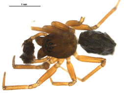 Image de Agyneta amersaxatilis Saaristo & Koponen 1998