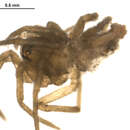 Image of Erigone psychrophila Thorell 1871