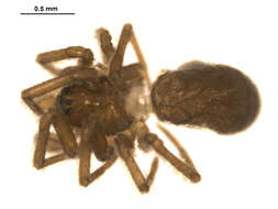 Image of Erigone psychrophila Thorell 1871