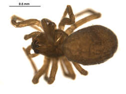 Image of Erigone psychrophila Thorell 1871