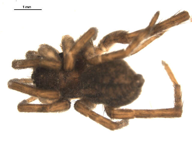 Pardosa glacialis (Thorell 1872) resmi