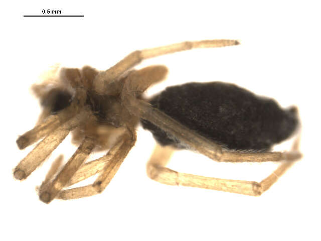 Image of Hybauchenidium aquilonare (L. Koch 1879)