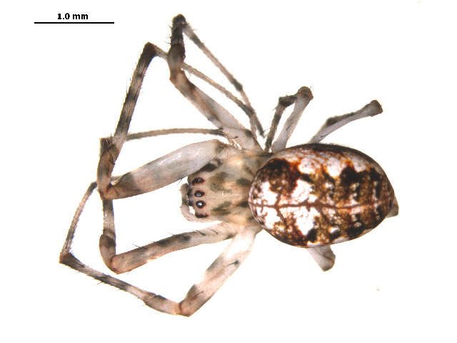 Image of Araneoidea