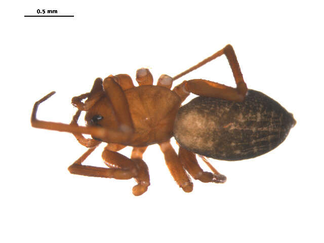 Image of Saaristoa sammamish (Levi & Levi 1955)