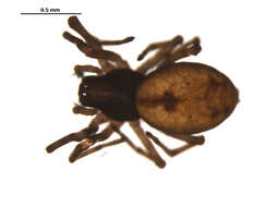 Image of Emblyna peragrata (Bishop & Ruderman 1946)