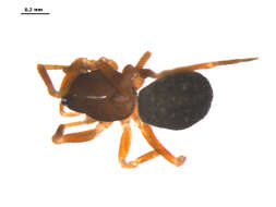 Image of Scotinotylus patellatus (Emerton 1917)