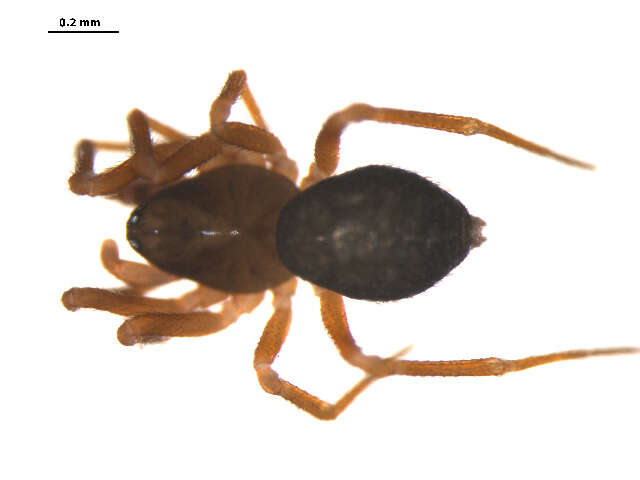 Image of Scotinotylus patellatus (Emerton 1917)