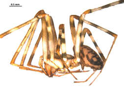 Image de Pimoidae