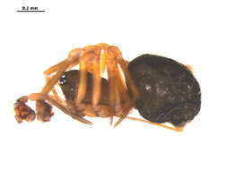 Image of Scotinotylus patellatus (Emerton 1917)