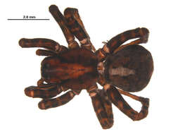 Image of Arctosa insignita (Thorell 1872)