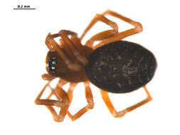 Image of Scotinotylus patellatus (Emerton 1917)