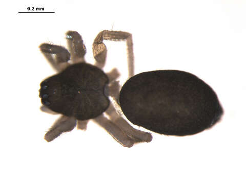 Image of Tachygyna ursina (Bishop & Crosby 1938)