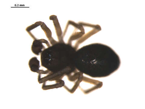 Image of Tachygyna ursina (Bishop & Crosby 1938)