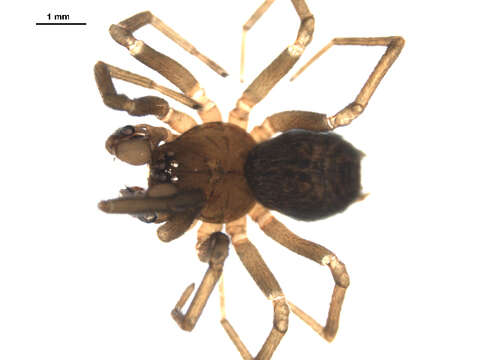 Image of Antistea brunnea (Emerton 1909)