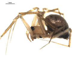 Image of Tenuiphantes zibus (Zorsch 1937)