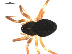 Image of Pocadicnemis pumila (Blackwall 1841)