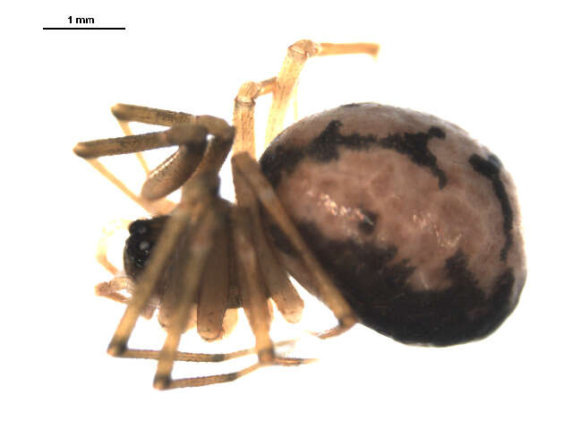 Image of Agyneta protrudens (Chamberlin & Ivie 1933)