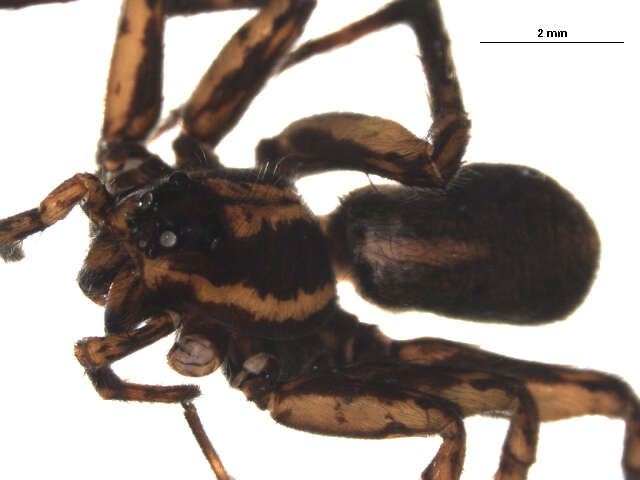 Image of Pardosa mackenziana (Keyserling 1877)