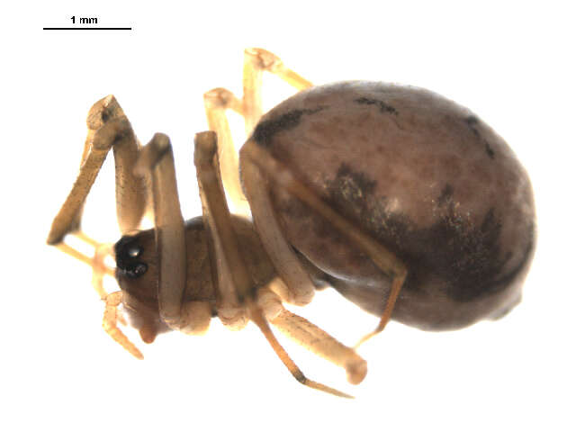 Image of Agyneta protrudens (Chamberlin & Ivie 1933)