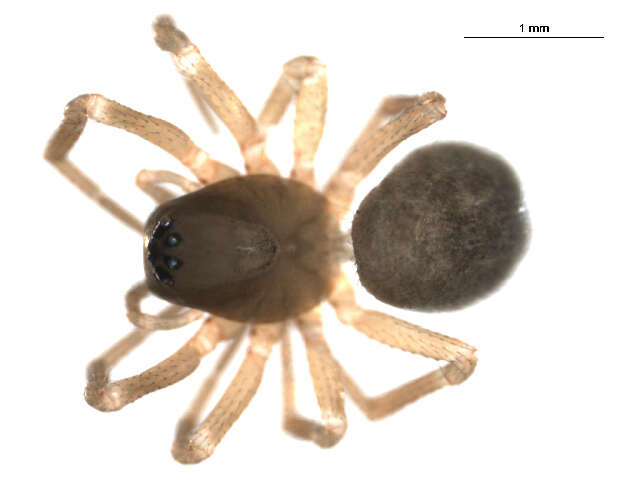 Plancia ëd Symmigma minimum (Emerton 1923)