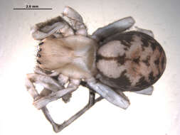 Image of Callobius pictus (Simon 1884)