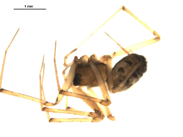 Plancia ëd Bathyphantes brevipes (Emerton 1917)