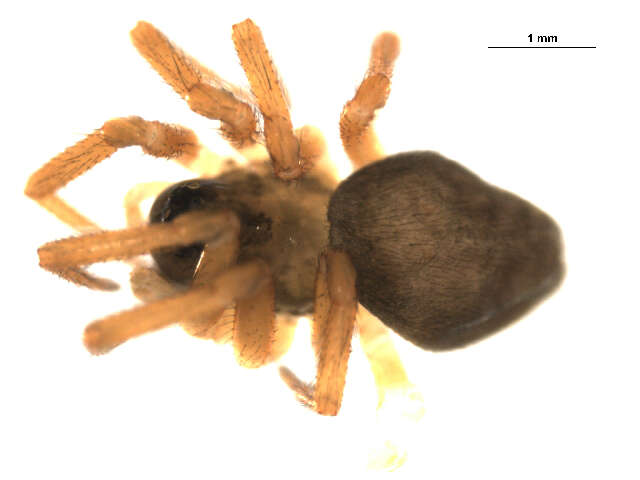 Image of Pocadicnemis pumila (Blackwall 1841)
