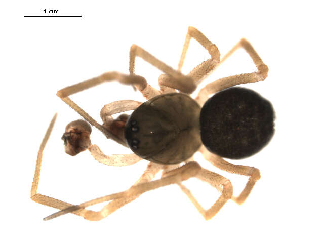 Image of Scotinotylus patellatus (Emerton 1917)